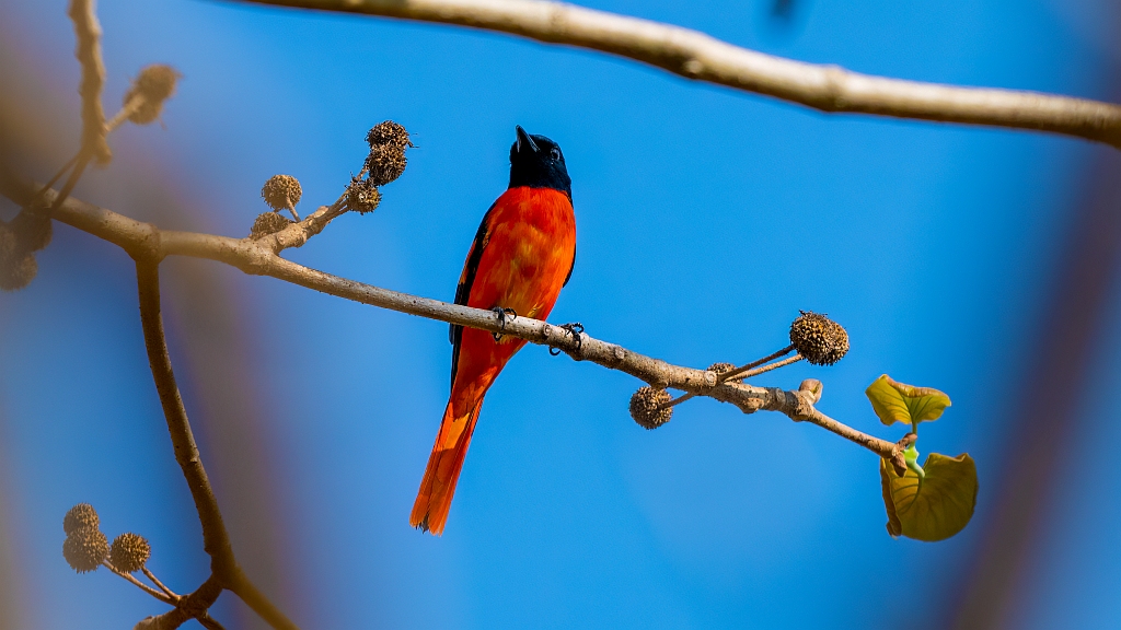 Orange Minivet
